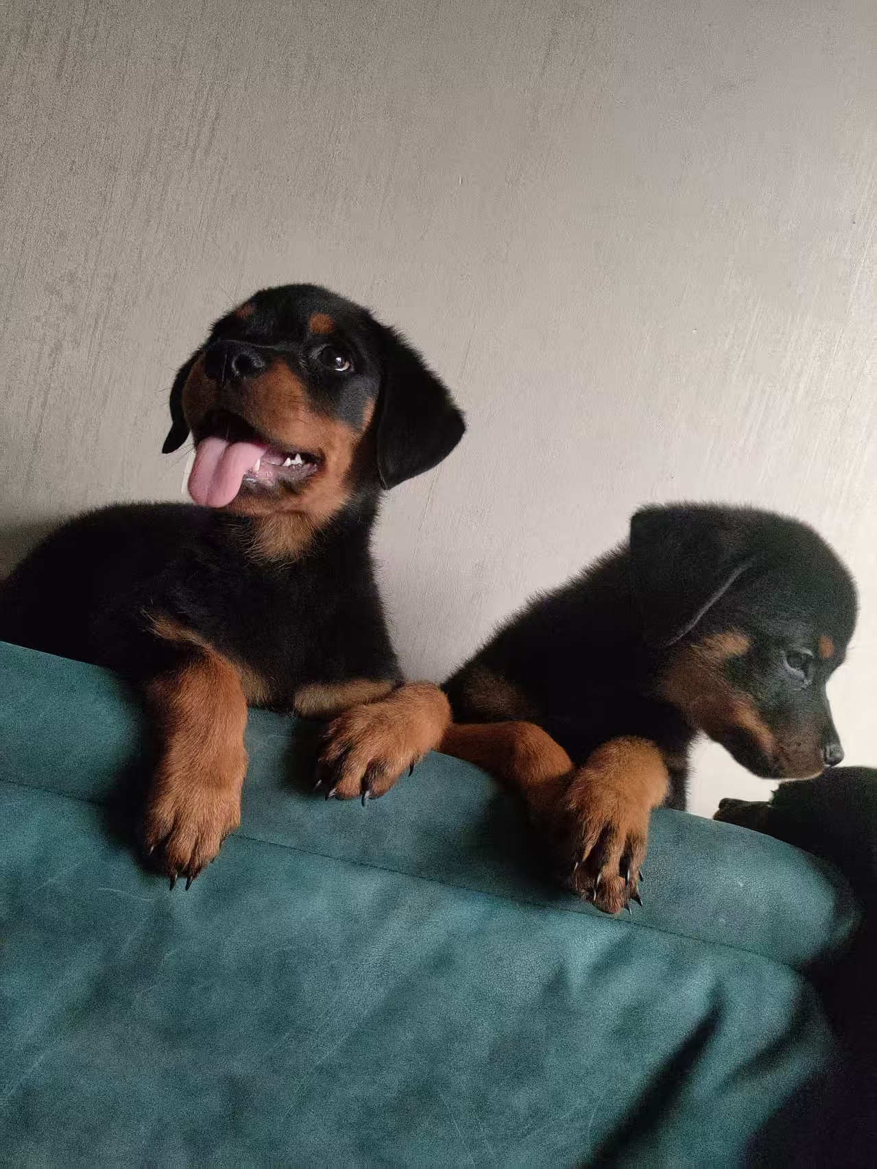 罗威纳幼犬